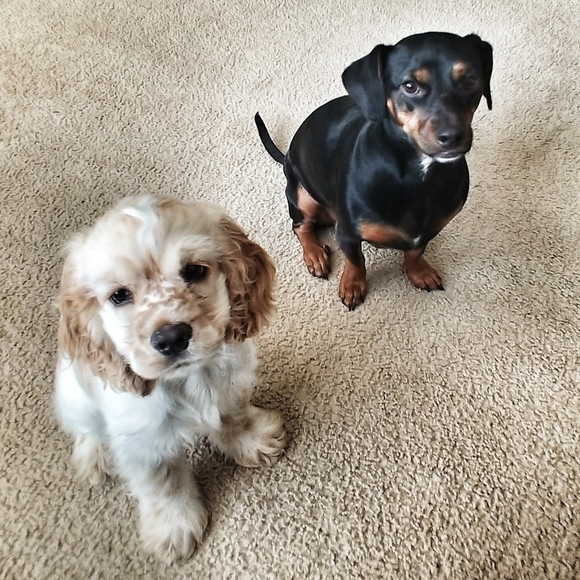 Meet your Posher, Clarise - Picture 2 of 2